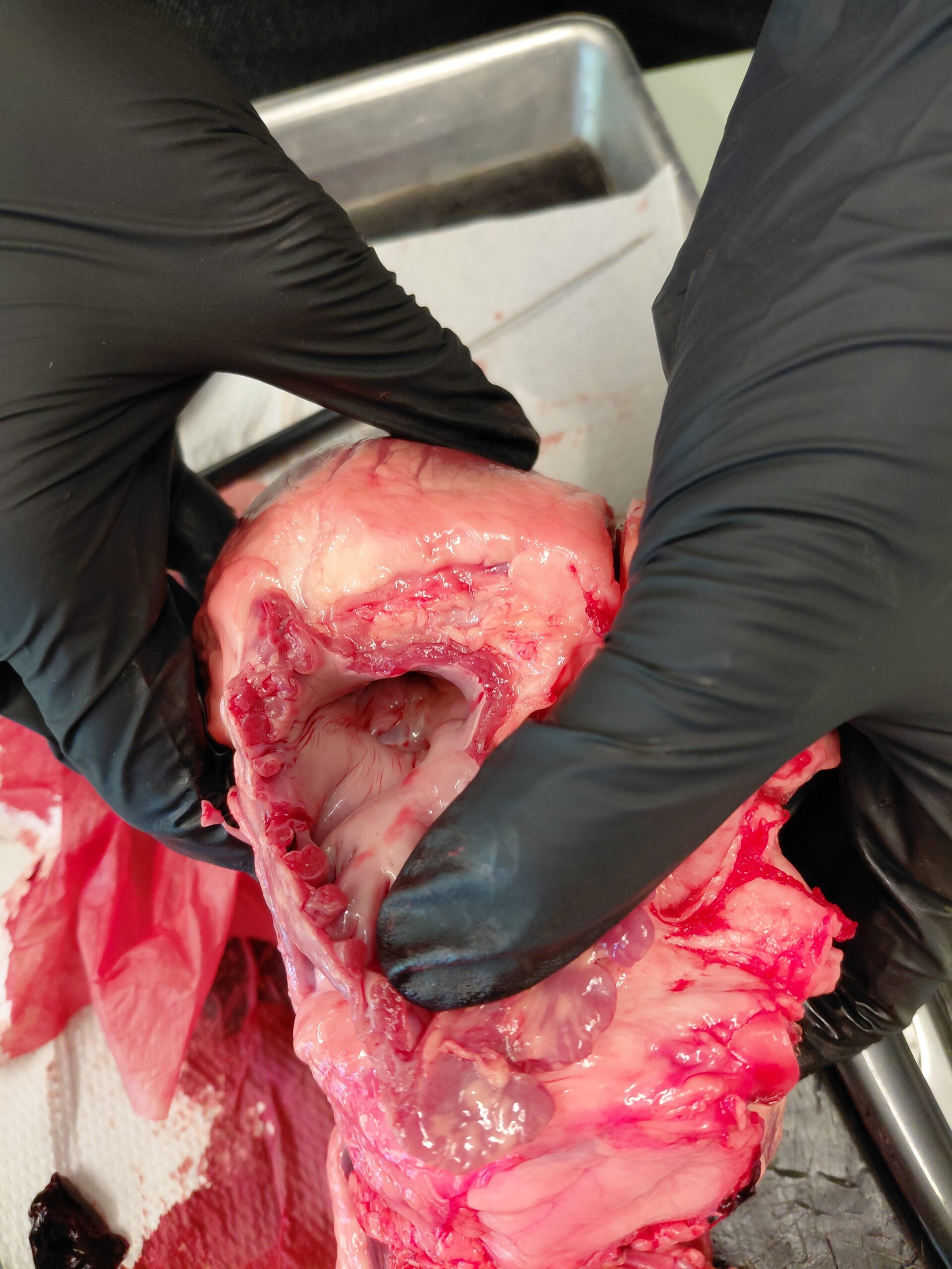 PraeparationSchweineherz2_26